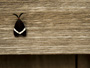bug on Eikando wall